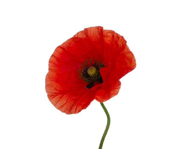 Rode papaver — Stockfoto