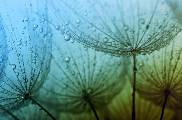 滴と種子 — ストック写真