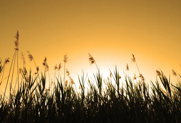 Puesta de sol con arbusto —  Fotos de Stock