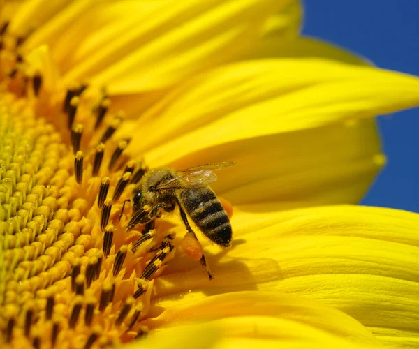 Bee in the sunflower — Stock Photo, Image