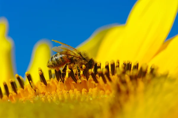 Bi i solrosen — Stockfoto