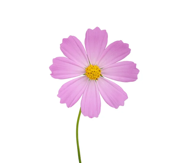 Flower — Stock Photo, Image