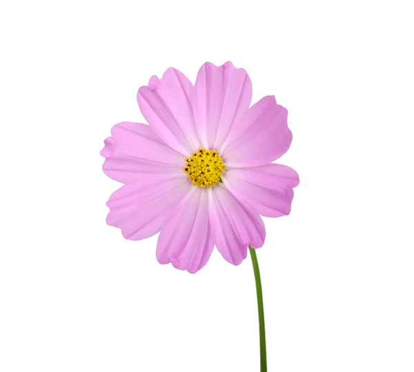 Flower — Stock Photo, Image