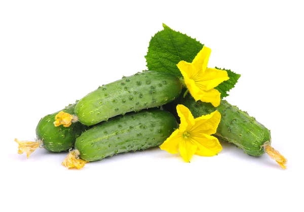 Pepino verde — Foto de Stock