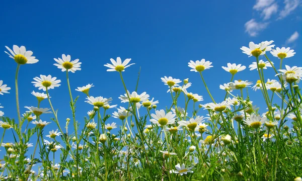 Weiße Gänseblümchen — Stockfoto