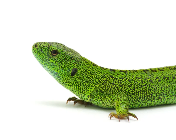 Green lizard — Stock Photo, Image