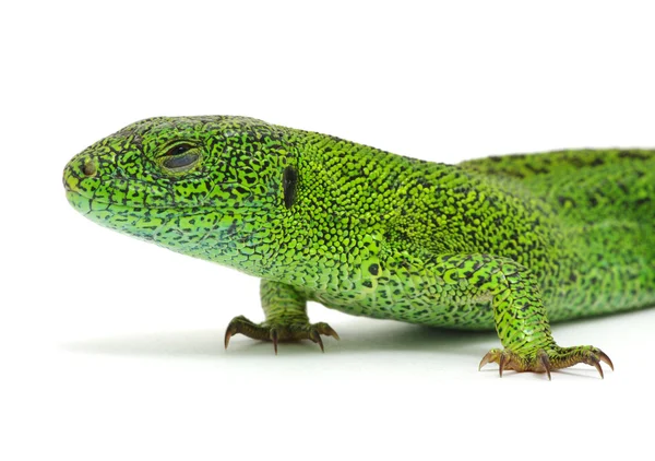 Grüne Eidechse — Stockfoto