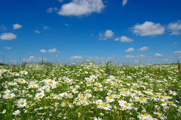 Field of camomiles — Stock Photo, Image