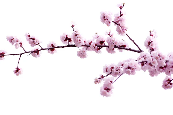 Pink blossoms — Stock Photo, Image