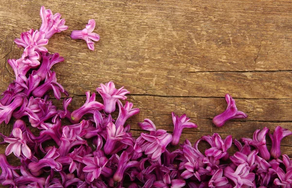 Fiore di primavera — Foto Stock