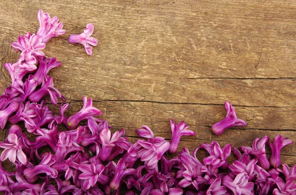 Flor de primavera — Fotografia de Stock