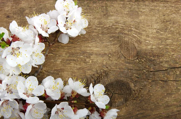 Spring  flower — Stock Photo, Image