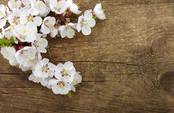 Spring  flower — Stock Photo, Image