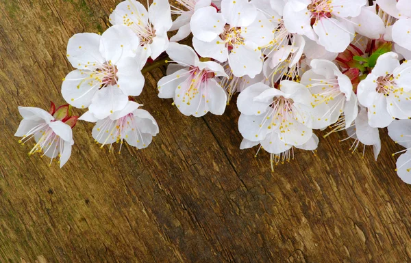 Spring  flower — Stock Photo, Image