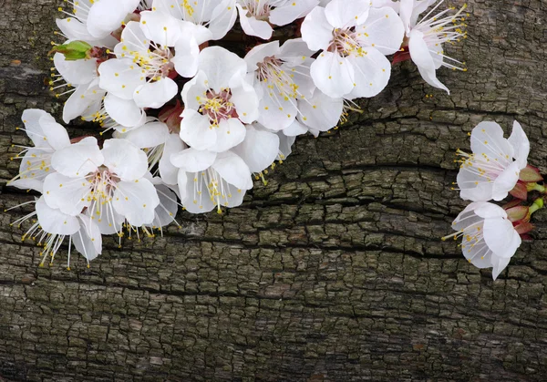 Spring  flower — Stock Photo, Image