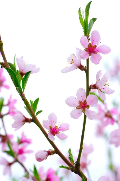 Roze bloemen — Stockfoto