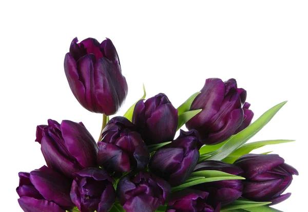 Bukiet tulipanów — Zdjęcie stockowe