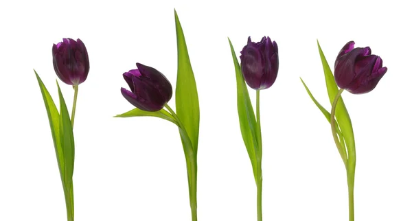 Tulip — Stock Photo, Image