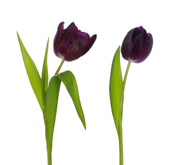 Tulp — Stockfoto