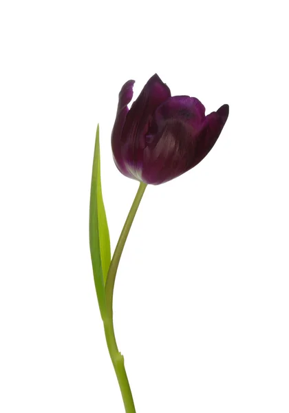 Tulp — Stockfoto