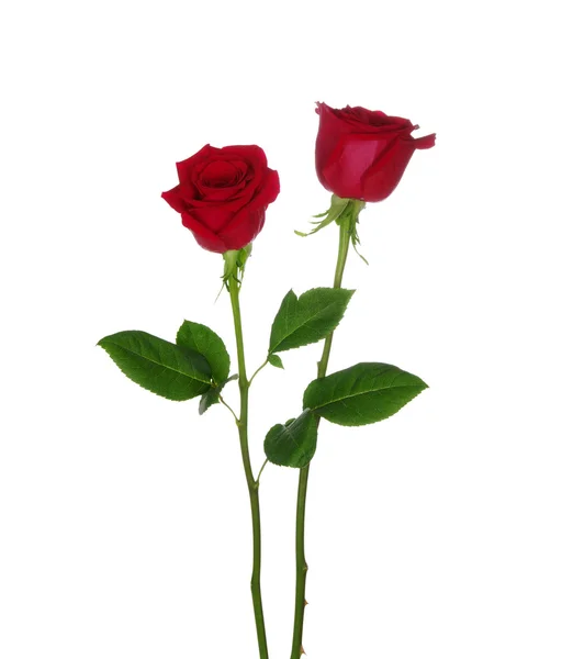 Zwei rote Rosen — Stockfoto