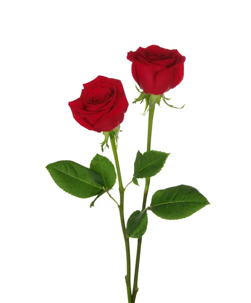 Dwa czerwona róża — Zdjęcie stockowe