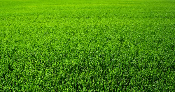 Green grass — Stock Photo, Image