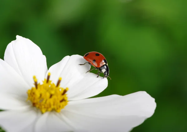 Marienkäfer und Blume — Stockfoto