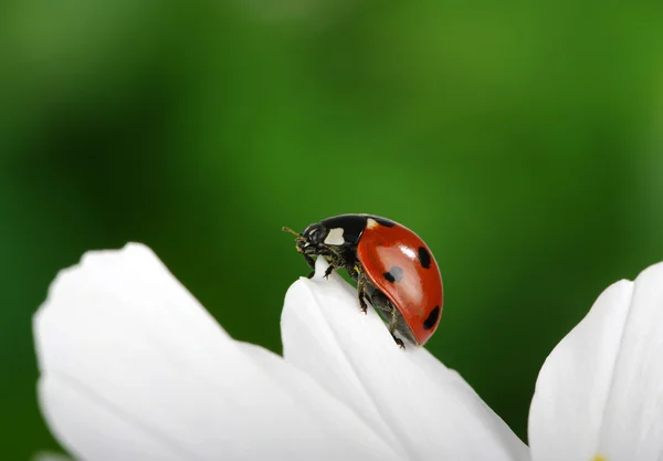 てんとう虫とお花 — ストック写真