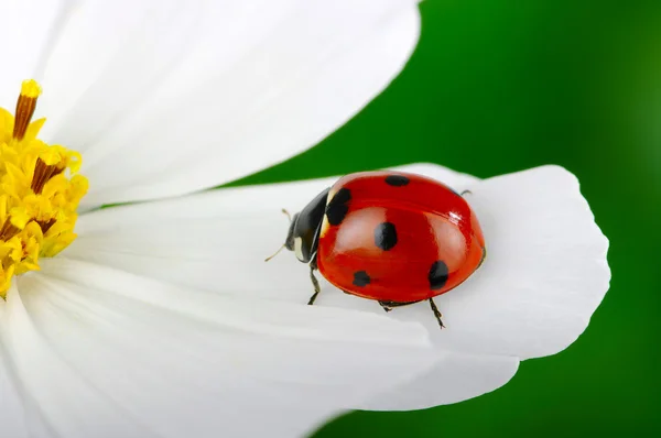 Joaninha e flor — Fotografia de Stock