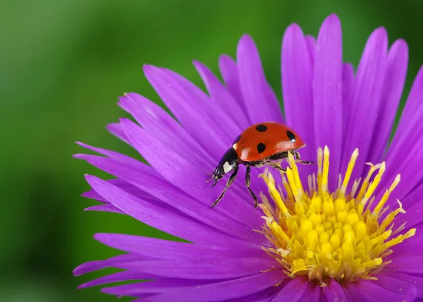 Uğur böceği ve çiçek — Stok fotoğraf