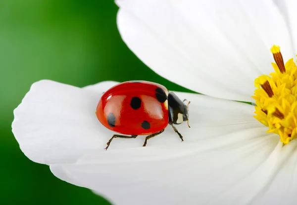 瓢虫和花 — 图库照片