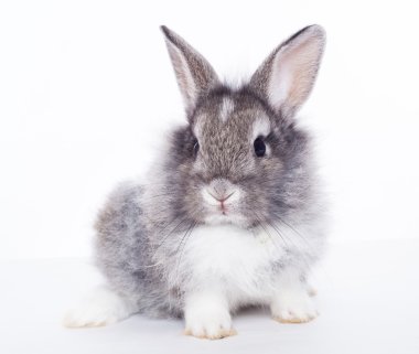 Beyaz arka planda izole edilmiş tavşan