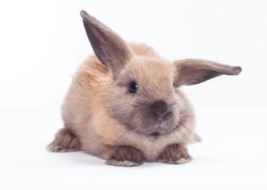 Beyaz arka planda izole edilmiş tavşan