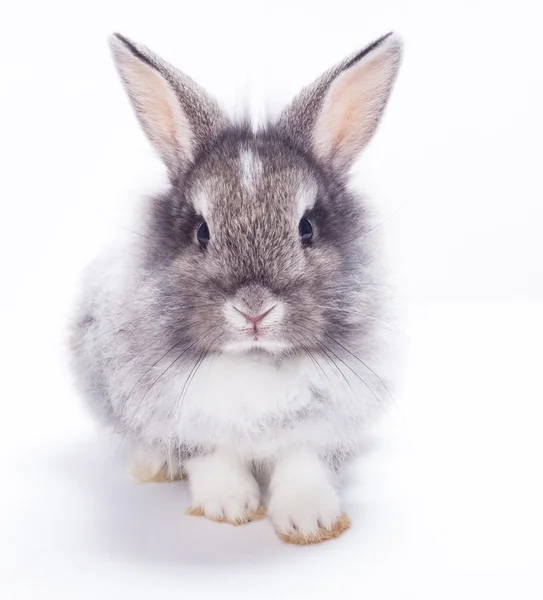 Kaninchen isoliert auf weißem Hintergrund — Stockfoto