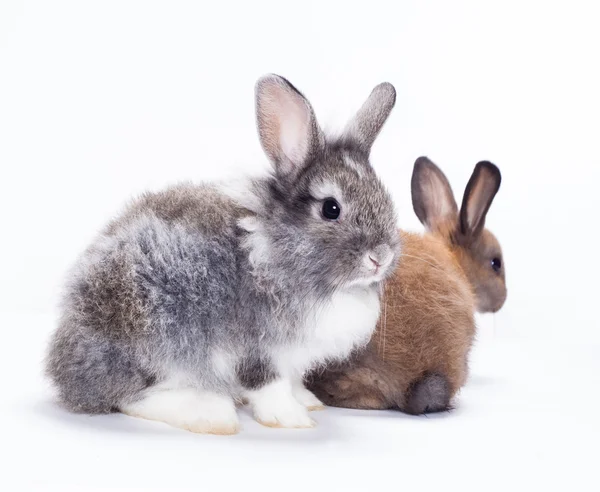 Twee konijnen — Stockfoto