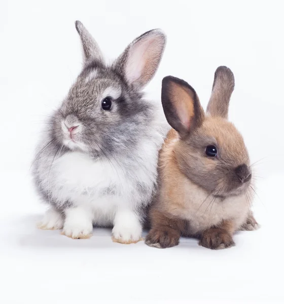 Iki tavşan — Stok fotoğraf
