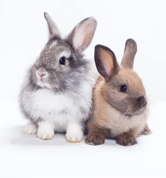 Zwei Kaninchen — Stockfoto