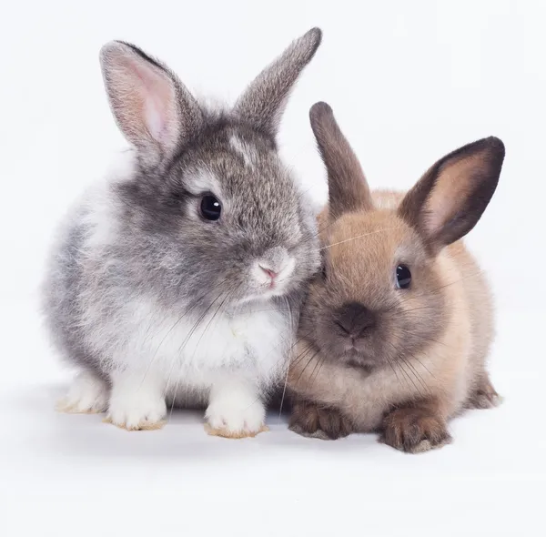 Два кролика — стоковое фото