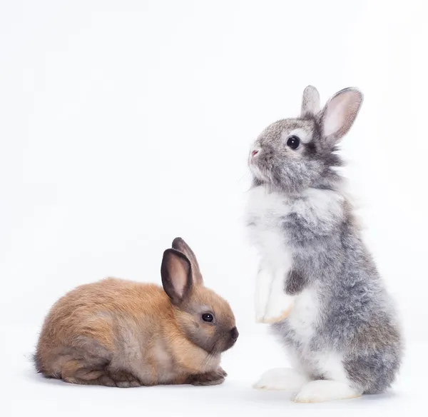 Twee konijnen — Stockfoto