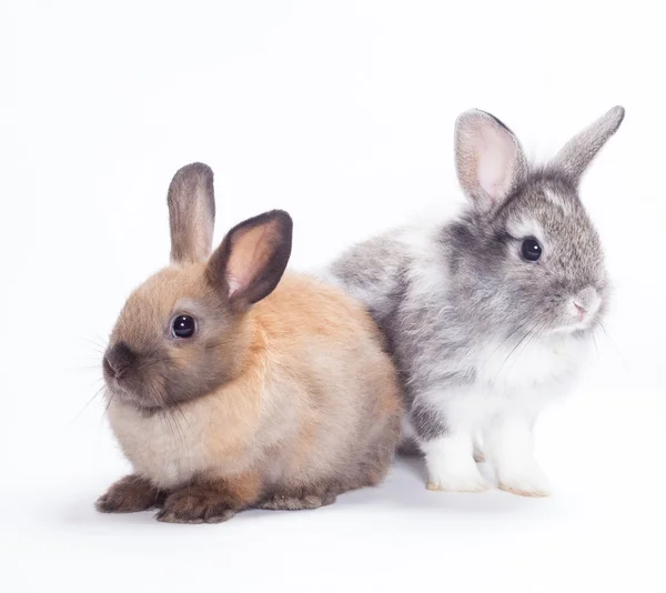 Dwa króliki — Zdjęcie stockowe