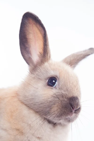 Beyaz arka planda izole edilmiş tavşan — Stok fotoğraf