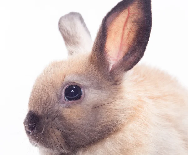 Lapin isolé sur fond blanc — Photo