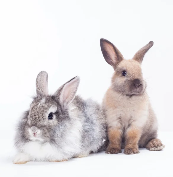 Two rabbits — Stock Photo, Image