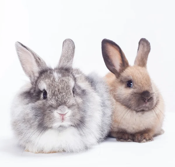 Twee konijnen — Stockfoto