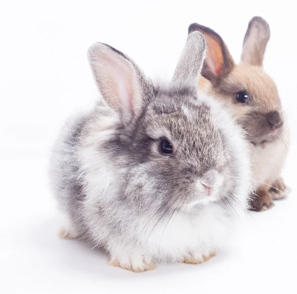 Two rabbits — Stock Photo, Image