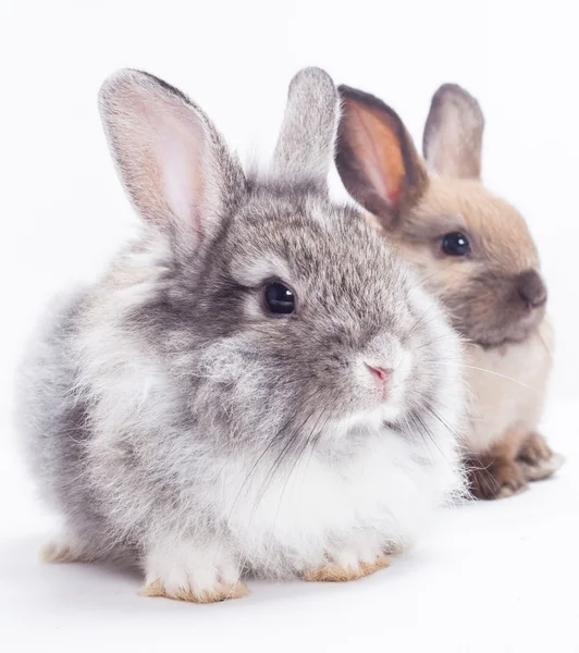 Twee konijnen — Stockfoto