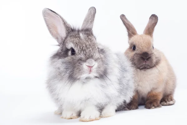 Dos conejos — Foto de Stock