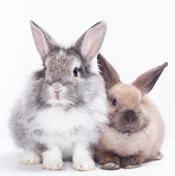 Dwa króliki — Zdjęcie stockowe