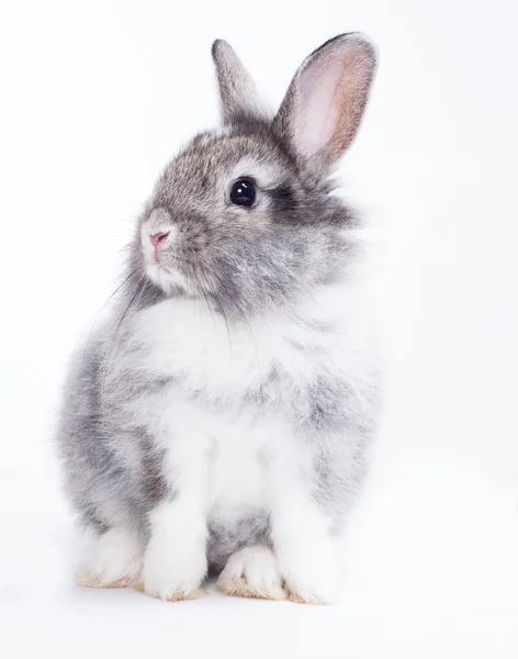 Beyaz arka planda izole edilmiş tavşan — Stok fotoğraf